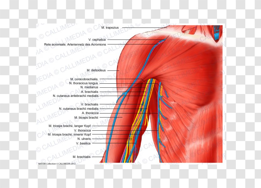 Arm Blood Vessel Nerve Human Body Shoulder - Heart Transparent PNG