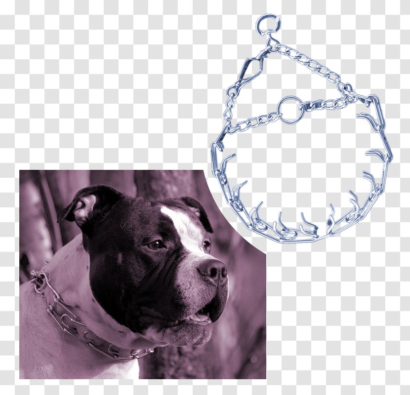 Boston Terrier American Pit Bull Staffordshire Leash Transparent PNG