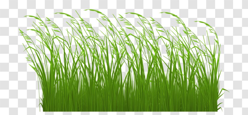 Grasses Ornamental Grass Lawn Clip Art - Tallgrass Prairie - Spring New Fantasy Background Free Downl Transparent PNG