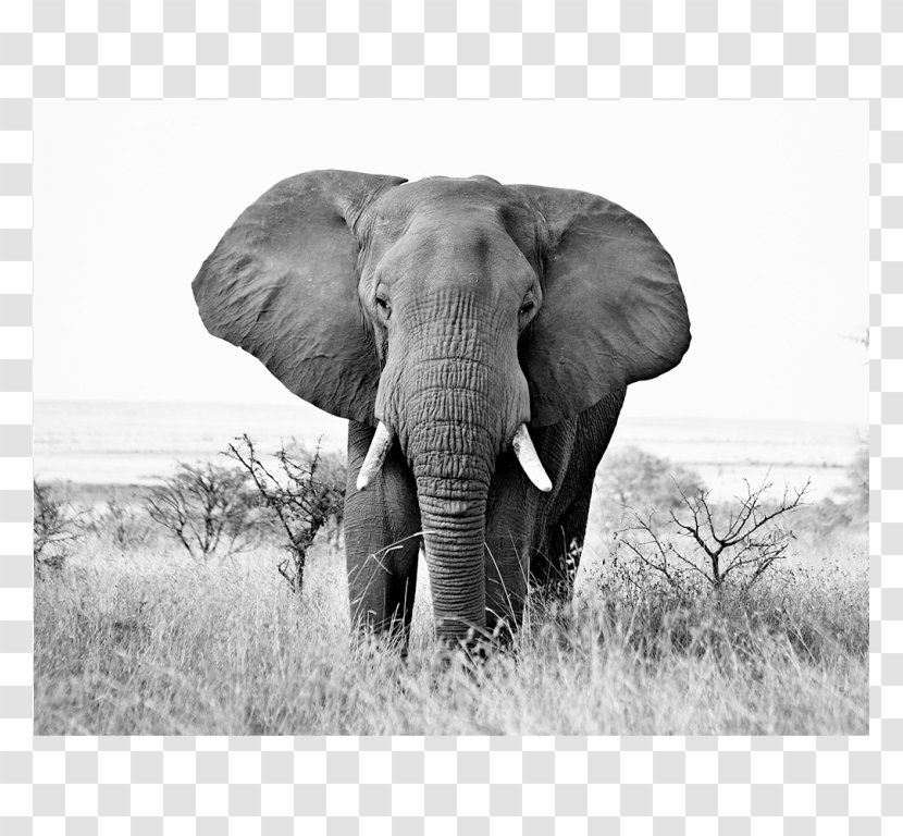 African Elephant Black And White Indian - Stock Photography Transparent PNG