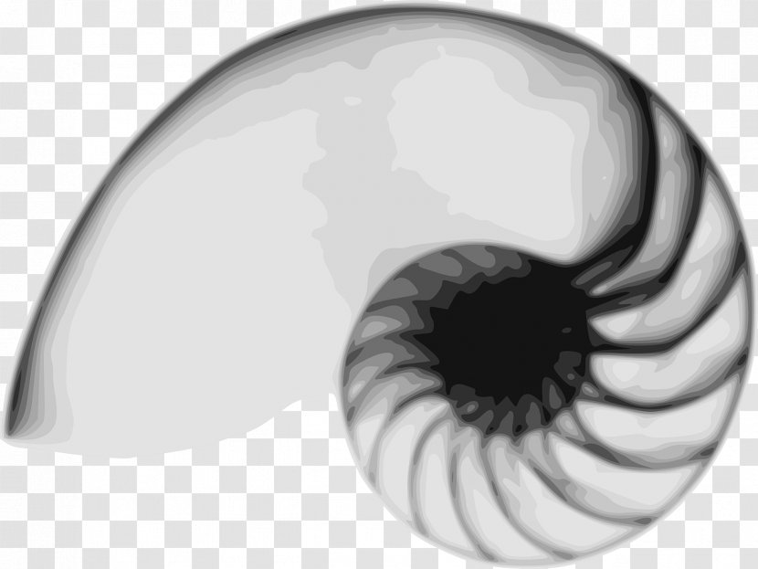 Nautilidae Seashell Ammonites Clip Art - Cartoon Transparent PNG