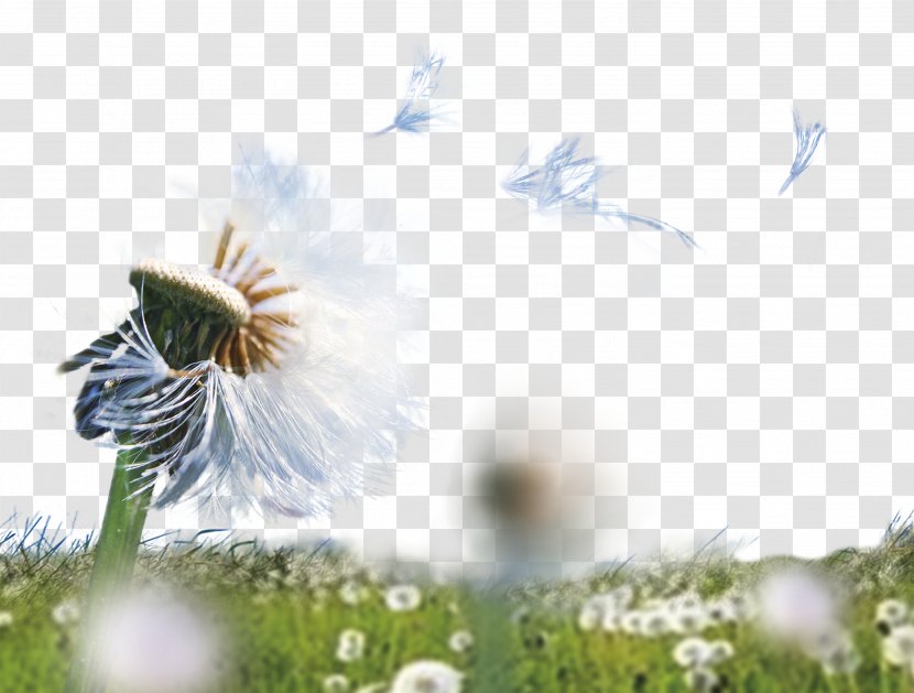 Dandelion Graphic Design Template - Insect - Pretty Transparent PNG