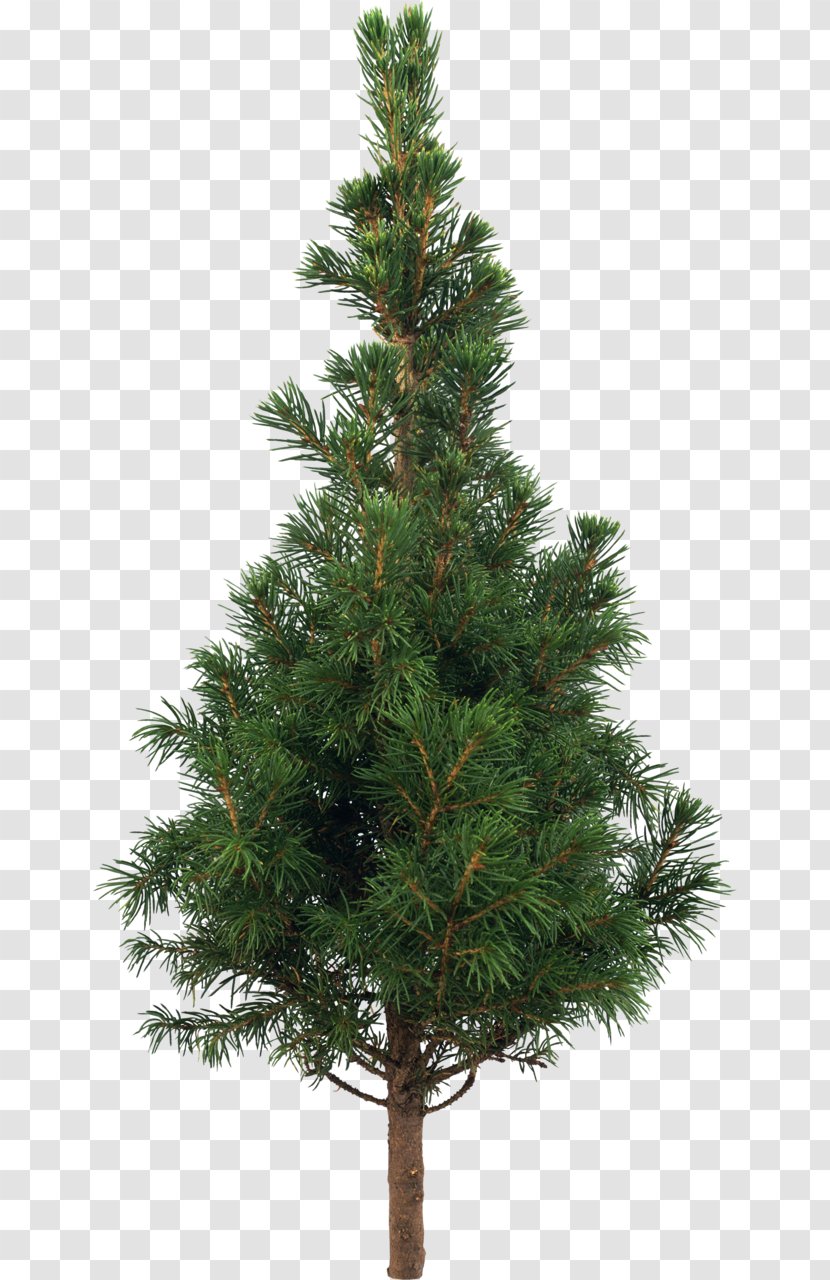 Scots Pine Fir Artificial Christmas Tree - Woody Plant Transparent PNG