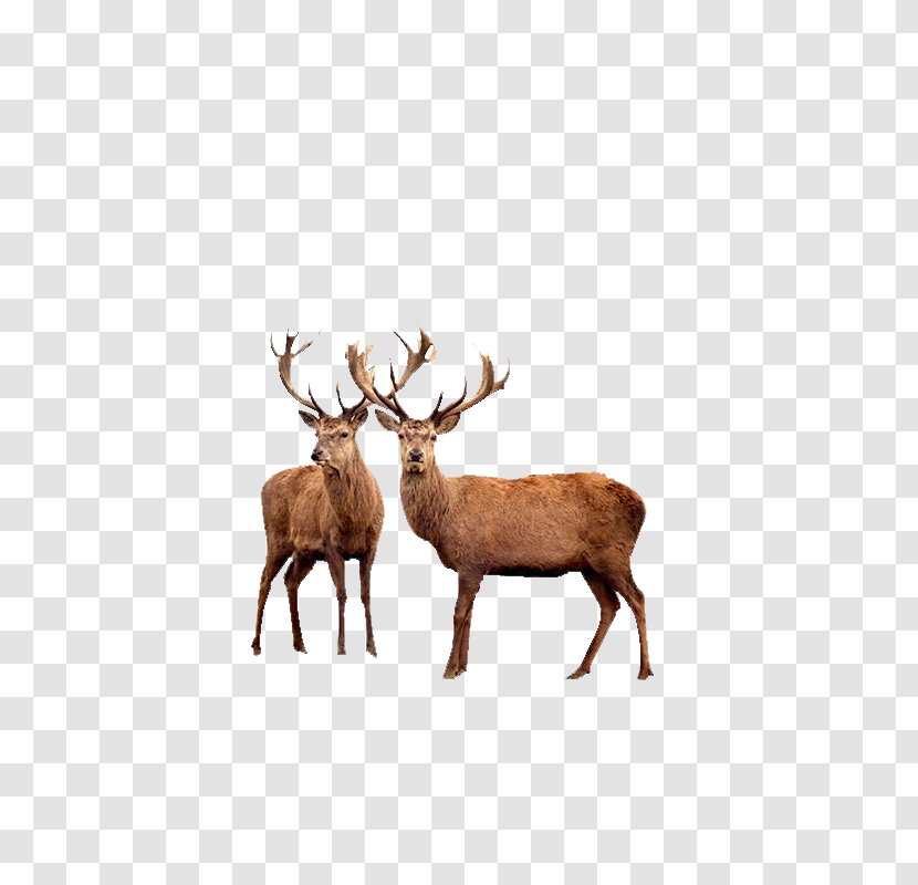 Reindeer Red Deer Elk Moose - Snout Transparent PNG
