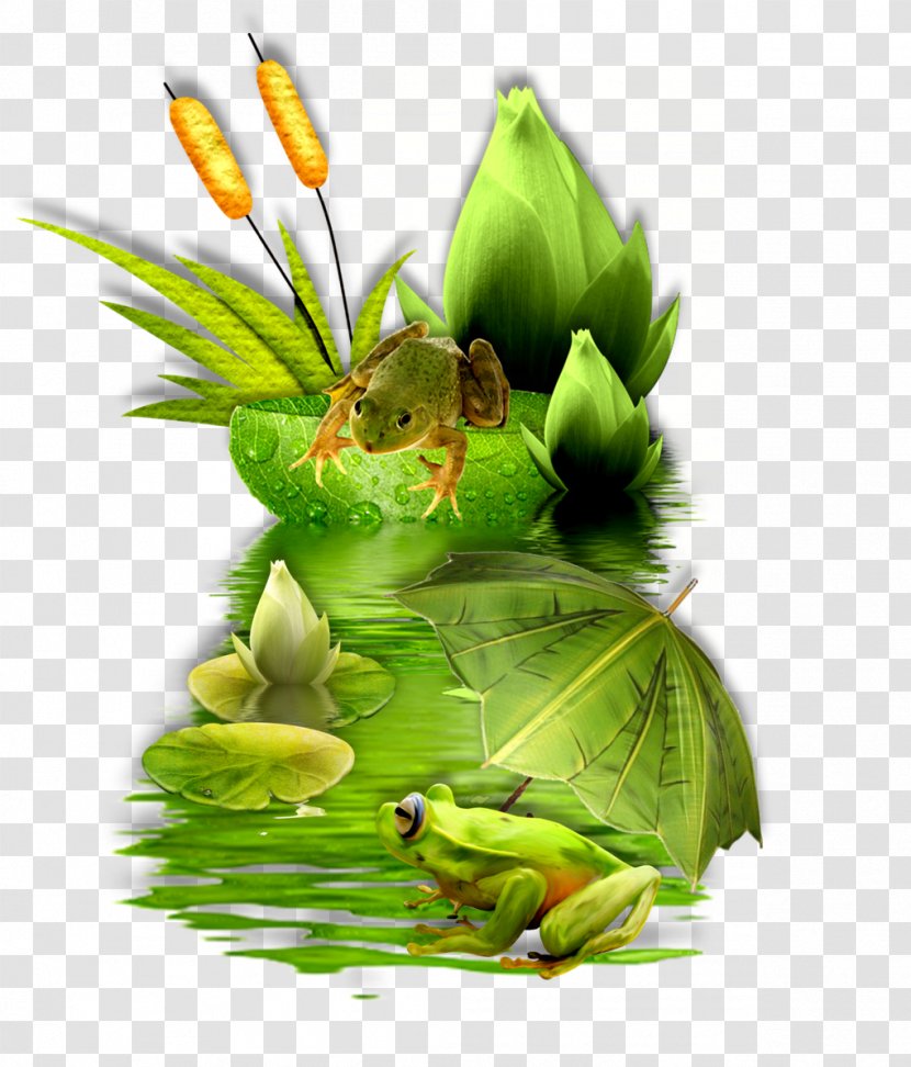 Tree Frog True Character Fiction - Amphibian Transparent PNG