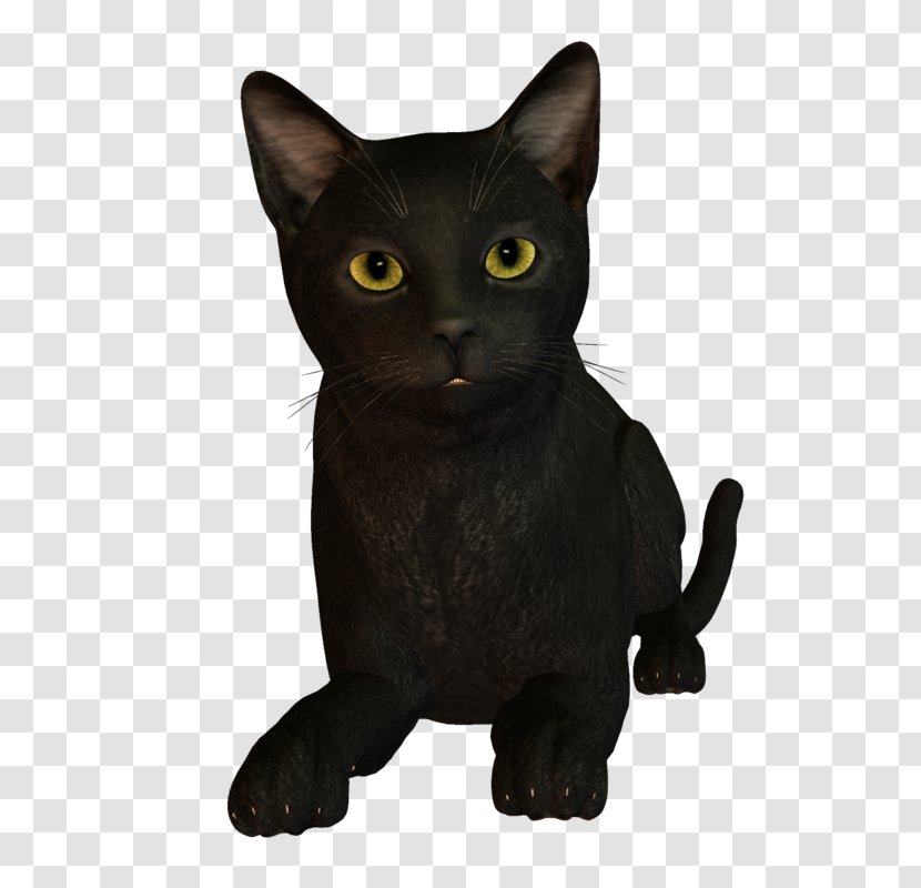 Korat Bombay Cat Burmese Kitten Black - Domestic Shorthaired - Animated Transparent PNG