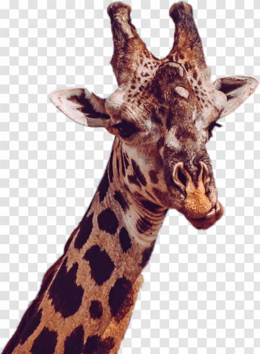 Baby Giraffes South Luangwa National Park River African Wild Dog Northern Giraffe - Fauna - Giraff Transparent PNG