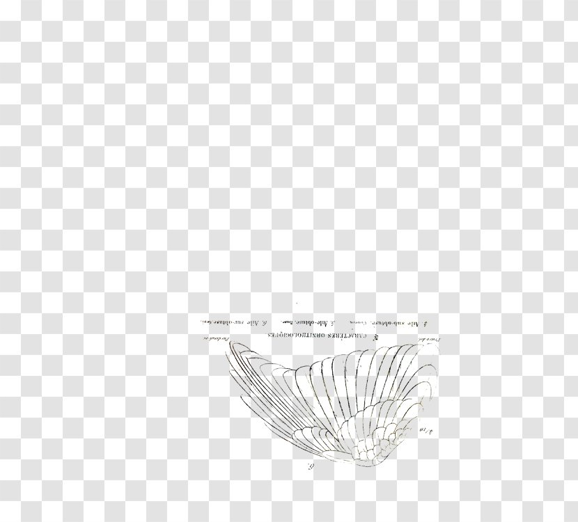 Feather White Drawing /m/02csf Font Transparent PNG