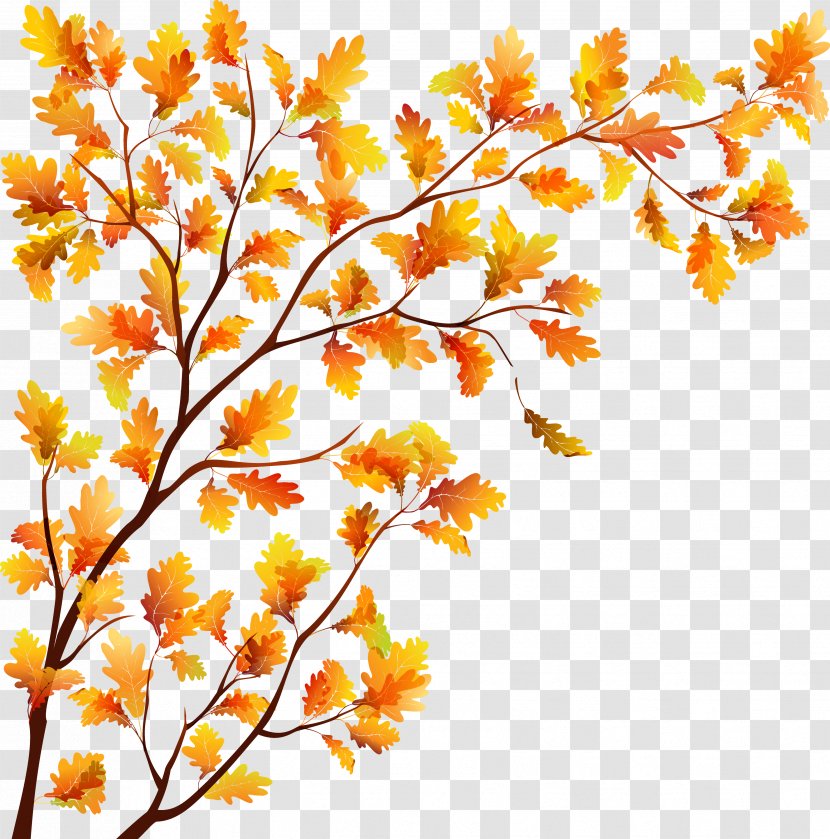 Tree Autumn Leaf - Branches Transparent PNG