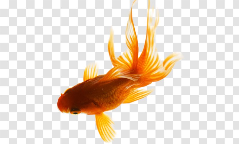 Goldfish Download - Feeder Fish Transparent PNG
