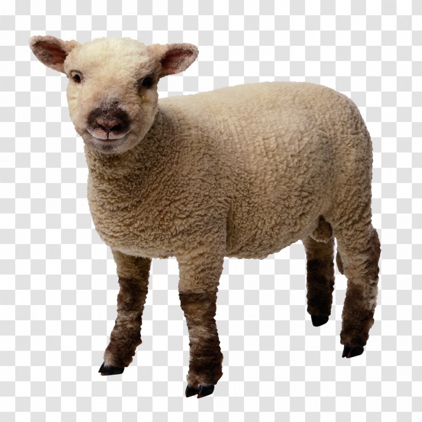 Goat Merino Wool Clip Art - Animal Sheep Transparent PNG