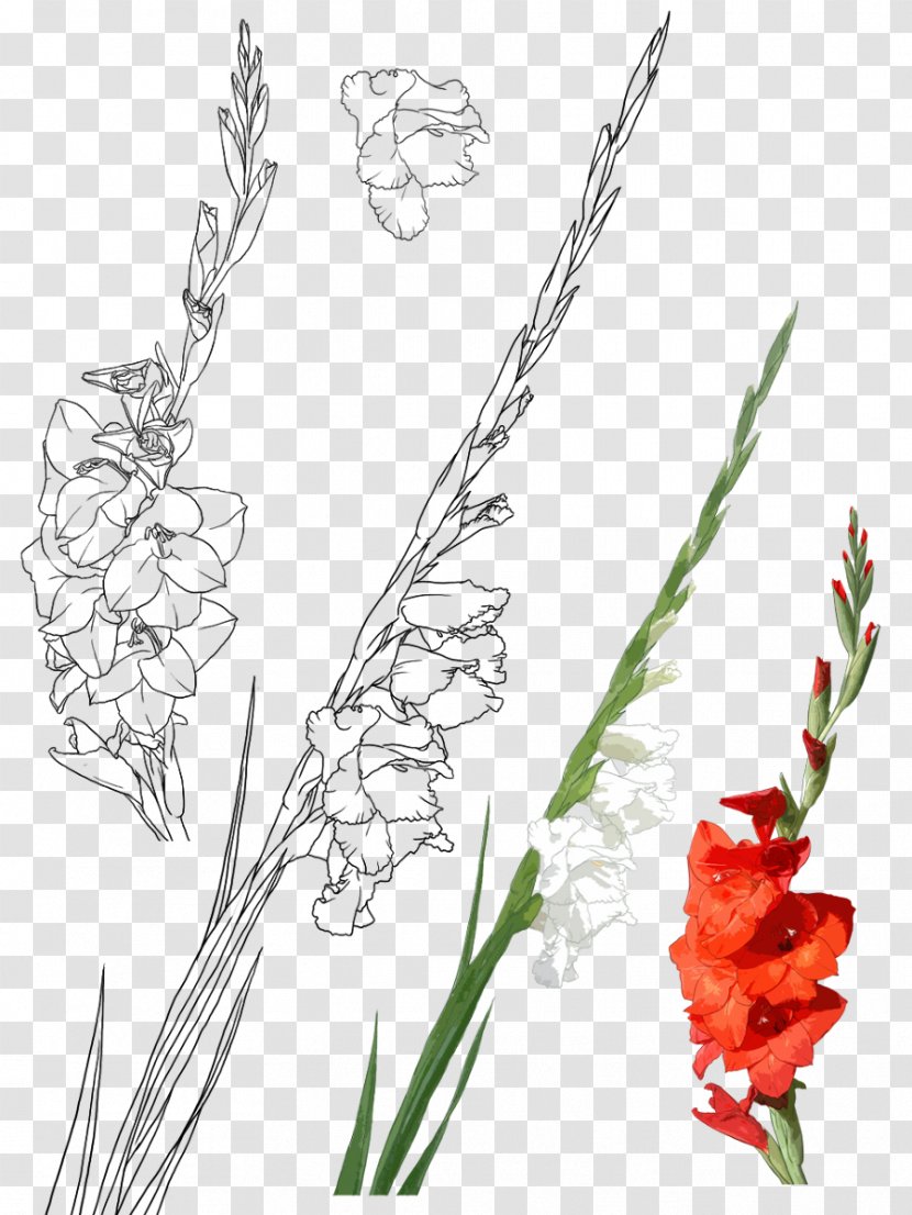 Gladiolus Xd7gandavensis Gongbi Drawing Illustration - Flowering Plant - Hand-painted Transparent PNG