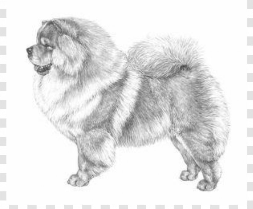 Chow Akita Puppy Basenji Dog Breed - Herding Transparent PNG