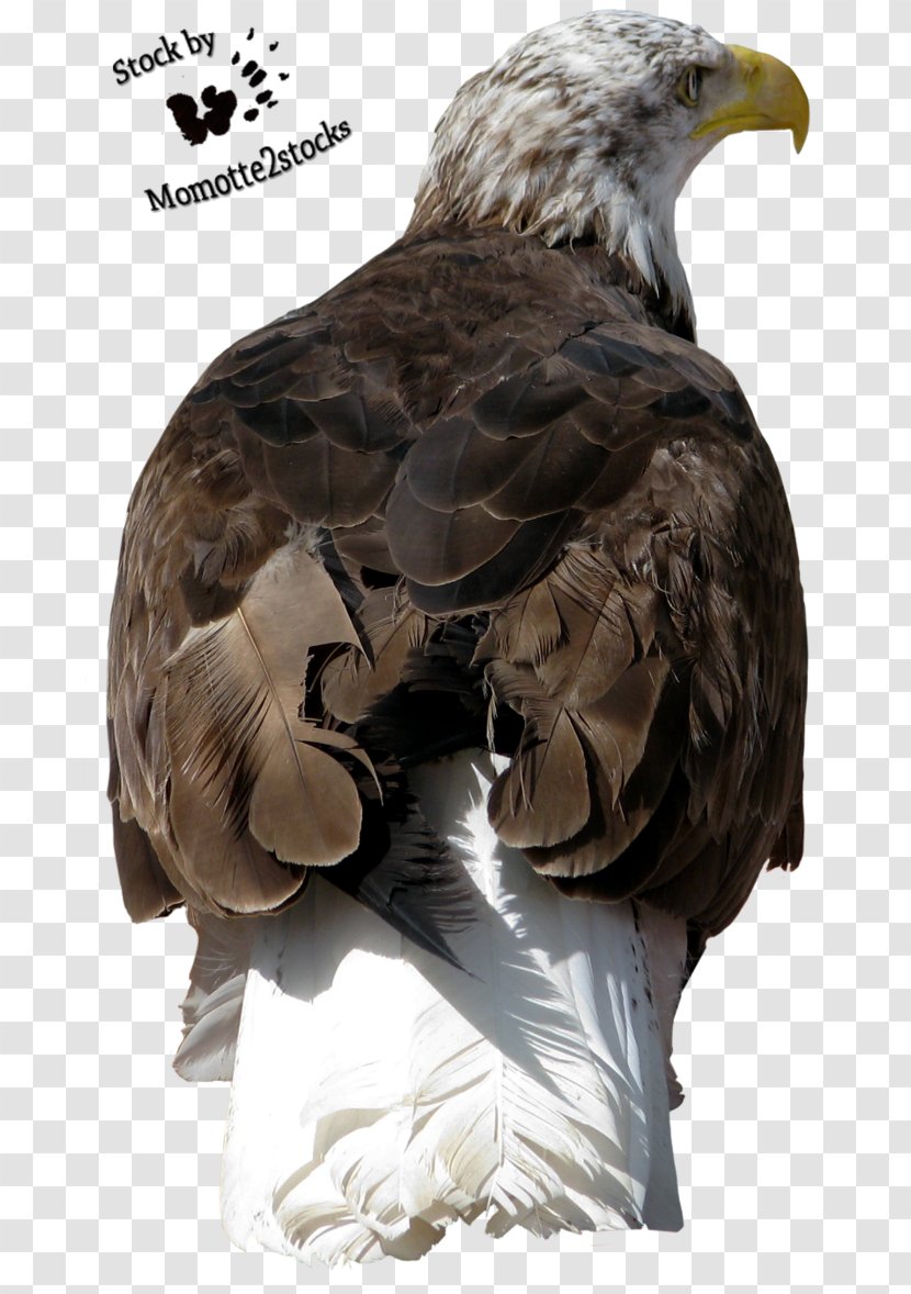 Bald Eagle Bird Of Prey Accipitriformes - Feather - Head Transparent PNG