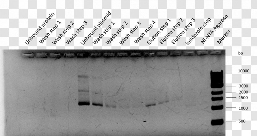 International Genetically Engineered Machine Plasmid BioBrick Assay Cell - Brand Transparent PNG