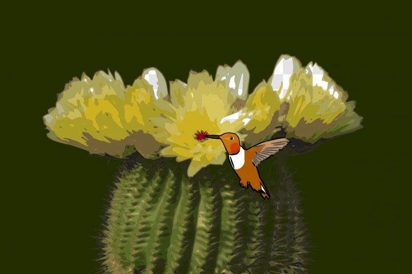 Parodia Tenuicylindrica Cactaceae Flower Yellow Schlumbergera - Cactus Transparent PNG