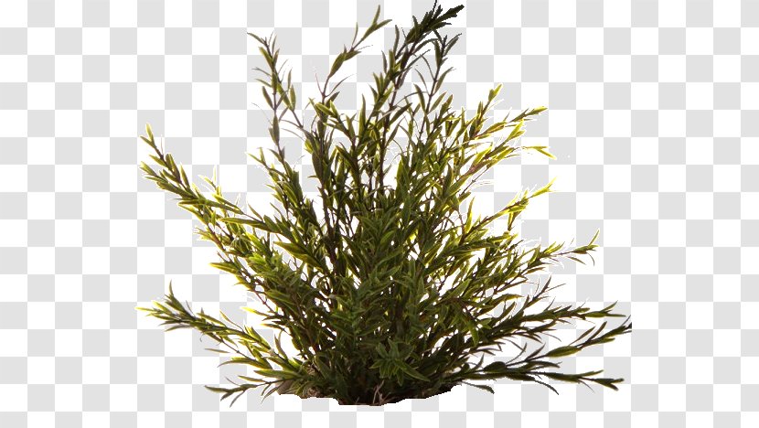 Clipping Path Treelet 12AX7 - False Cypress - Plant Transparent PNG