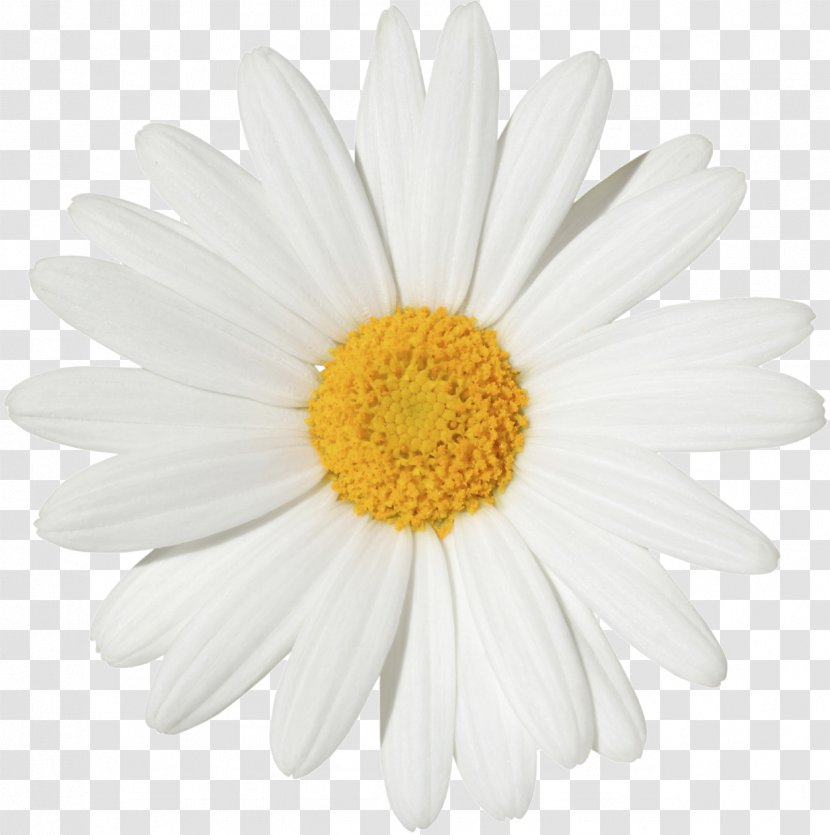 Common Daisy Stock Photography Transvaal Flower Clip Art - Margarita Transparent PNG