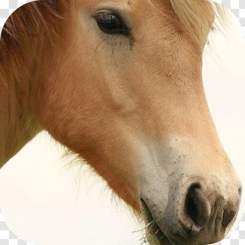 Stallion Thoroughbred Andalusian Horse Mane - Like Mammal - Pink Transparent PNG