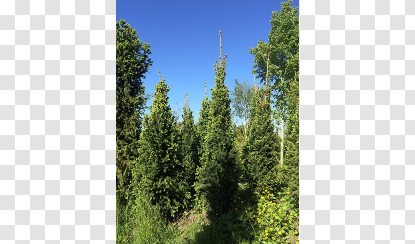 Spruce Leyland Cypress Larch Temperate Broadleaf And Mixed Forest Fir - Nursery Transparent PNG