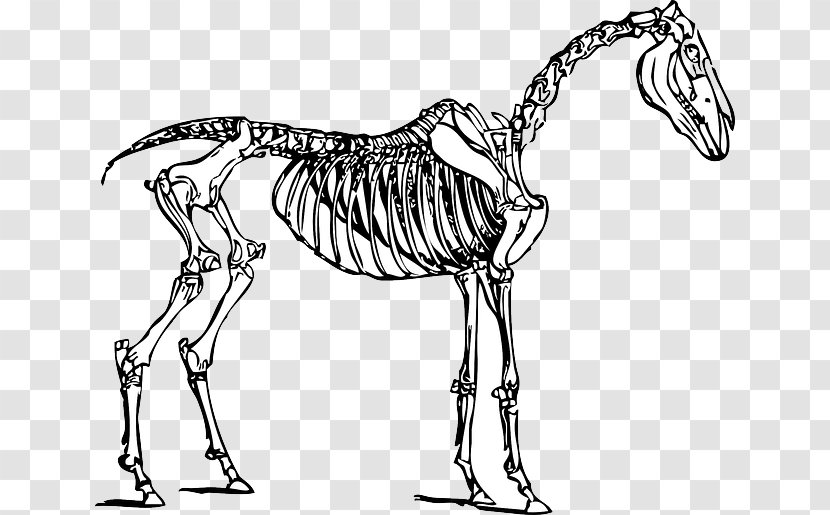 Skeletal System Of The Horse Skeleton Clip Art - Artwork Transparent PNG