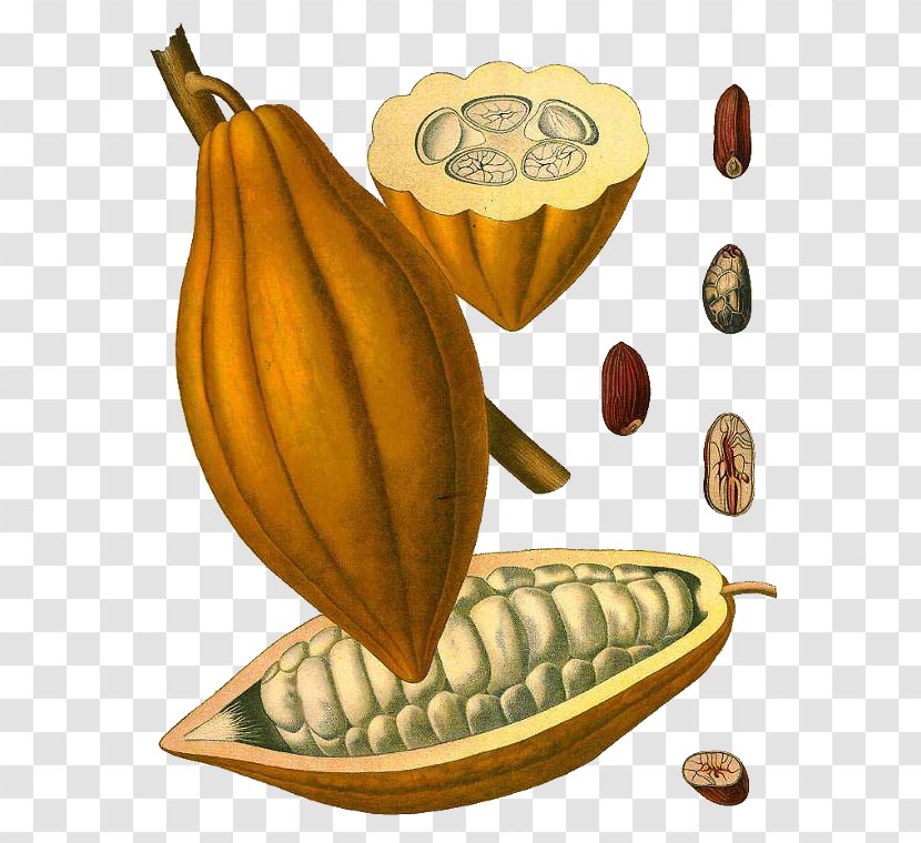 Theobroma Cacao Cocoa Bean Chocolate Nut Solids Transparent PNG
