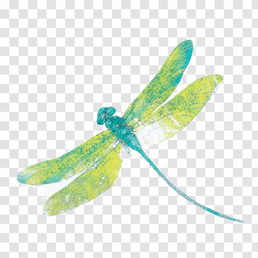 Insect Osborne & Little Dragonfly Textile Wallpaper - Dragon Fly Transparent PNG