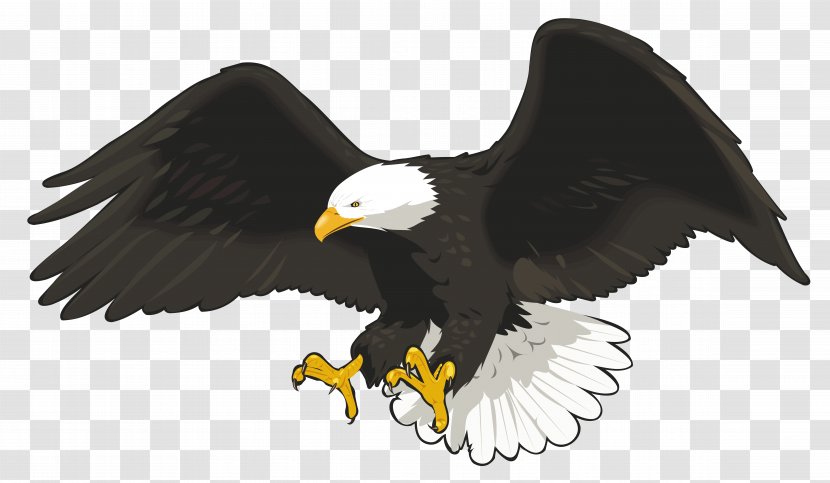 Bald Eagle Clip Art - Line - Falcon Transparent PNG