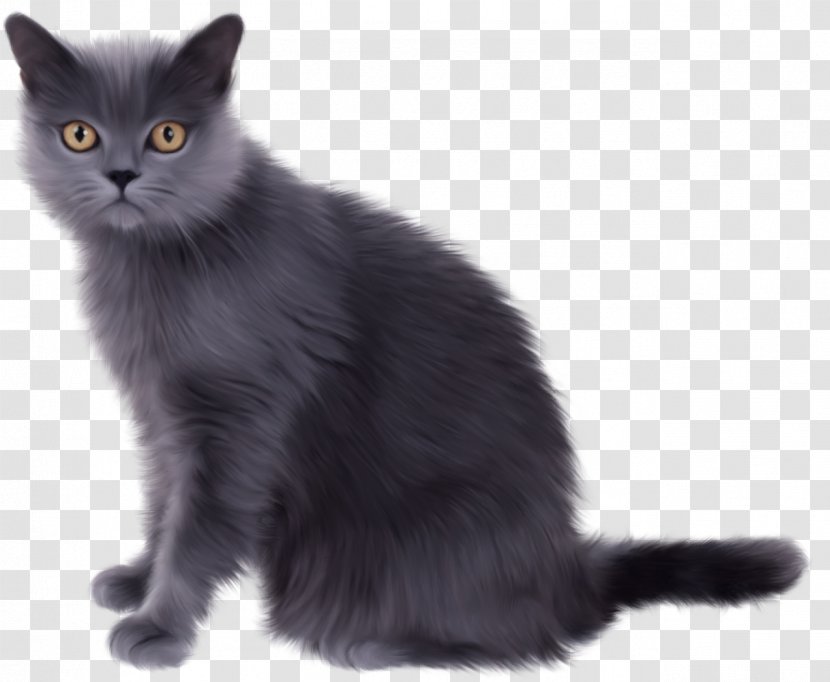 Persian Cat Norwegian Forest Traditional Siamese Kitten - Domestic Short Haired Transparent PNG
