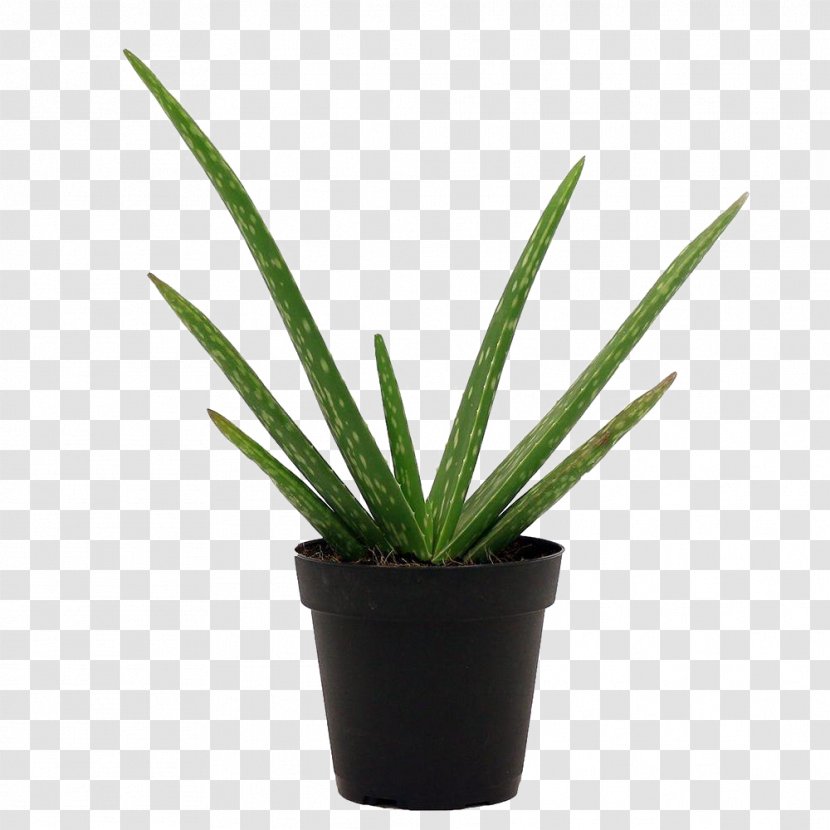 Plant Flowerpot Flower Yucca Houseplant - Leaf - Agave Terrestrial Transparent PNG