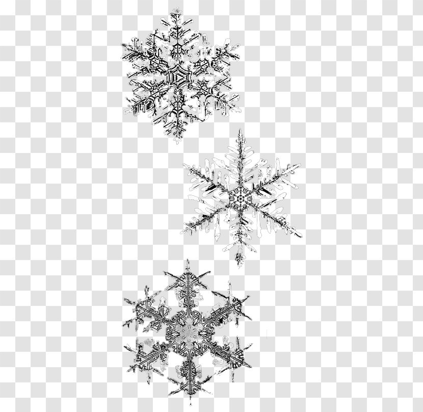 Snowflake Winter - Twig Transparent PNG