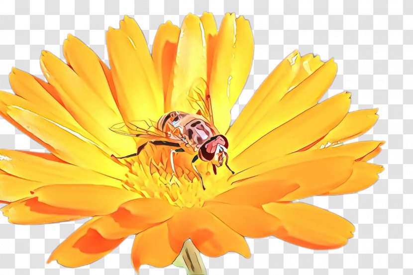 Marigold Flower - Pollinator - Gerbera Hoverfly Transparent PNG