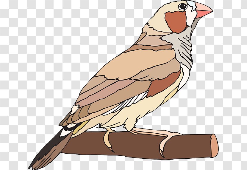Finches Royalty-free Clip Art - Organism - Finch Transparent PNG