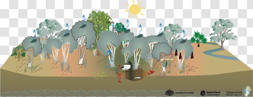 Wetland Swamp Melaleuca Ericifolia Eucalyptus Robusta Habitat - Biome - Pal Trees Transparent PNG