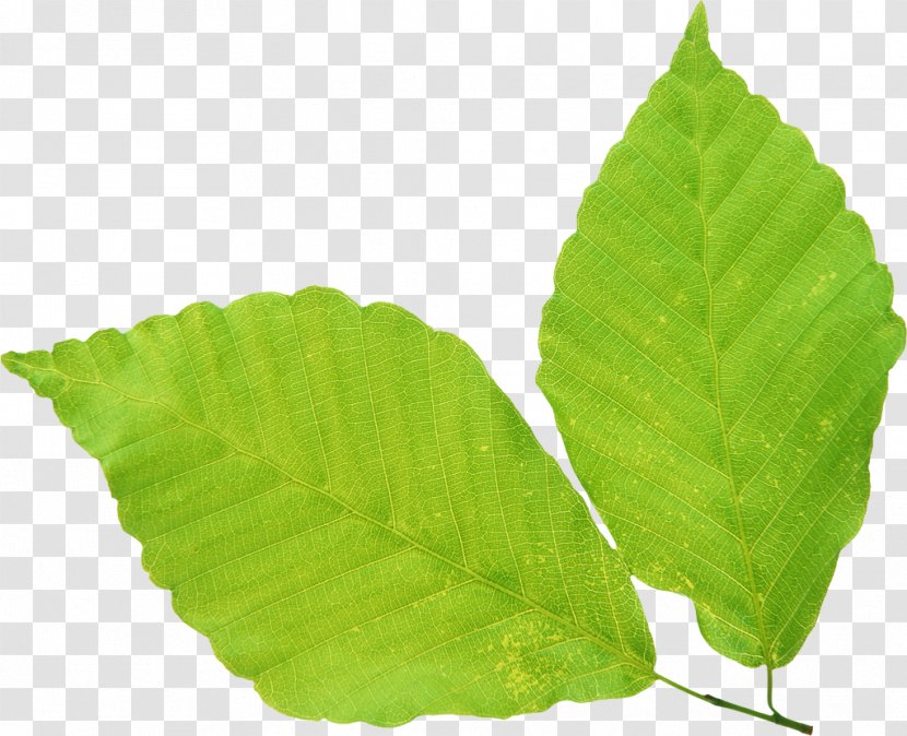 Green Clip Art Leaf No Image - Falling Leaves Transparent PNG