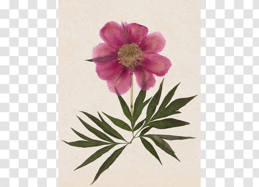 Peony Stock Photography Flower - Herbarium Transparent PNG