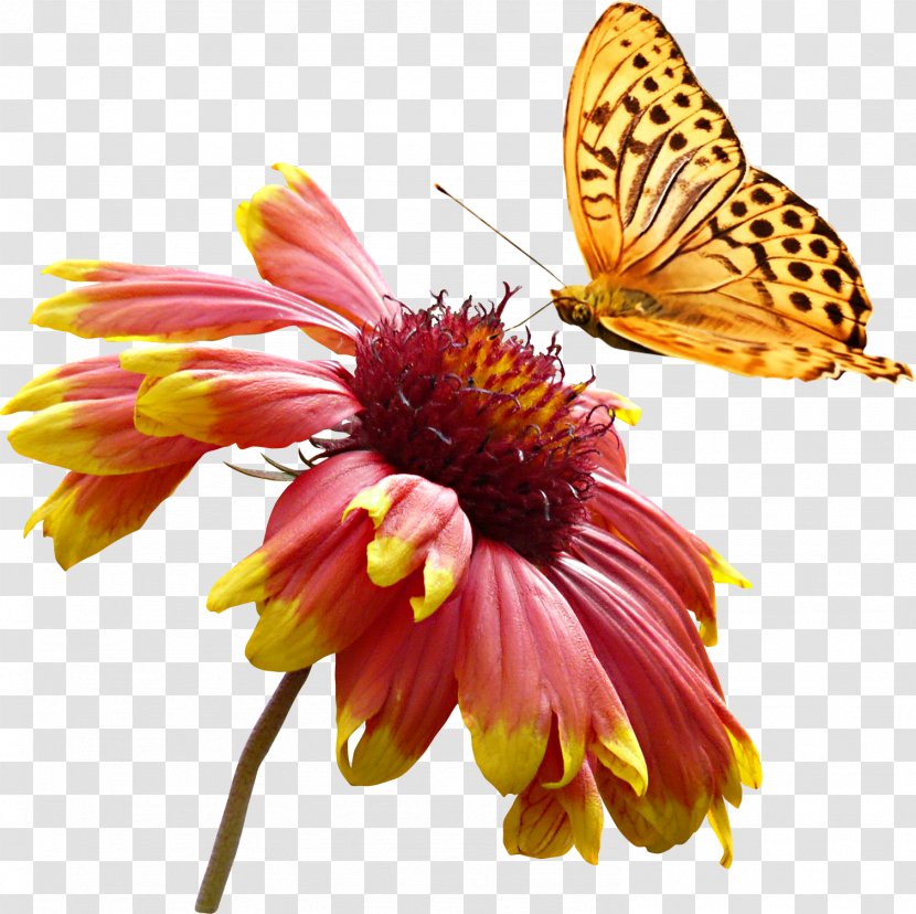 Clip Art - Arthropod - Super Beautiful Yellow Color Animal Butterfly Daisy Flowers Transparent PNG