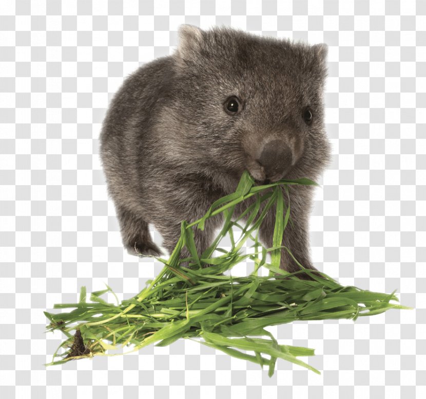 Tasmania Wombat Giraffe Koala Rat - Eating Transparent PNG