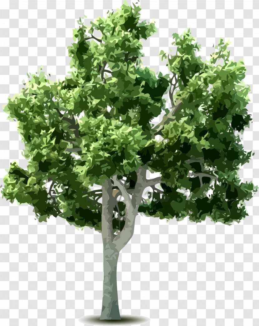 Tree Download Clip Art - Photography Transparent PNG