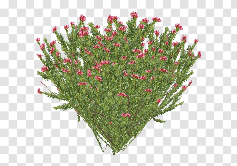 Spider Cartoon - Rosemary - Grass Plant Transparent PNG