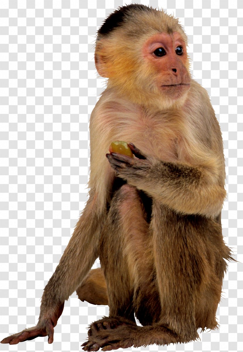 Monkey - Primate - Apes And Monkeys Eating Fruit Transparent PNG