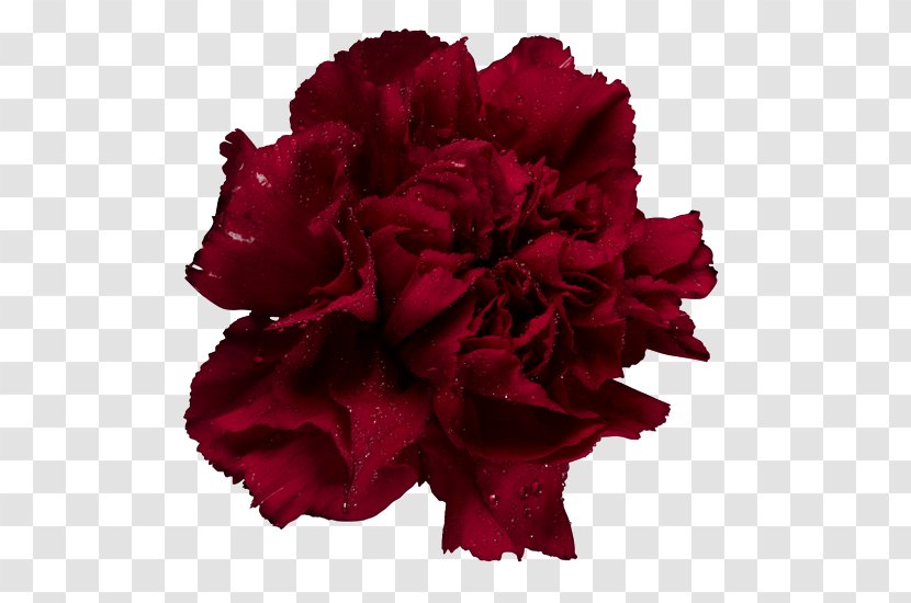 Carnation Garden Roses Cut Flowers Stock Photography - Rose Order - Flower Transparent PNG