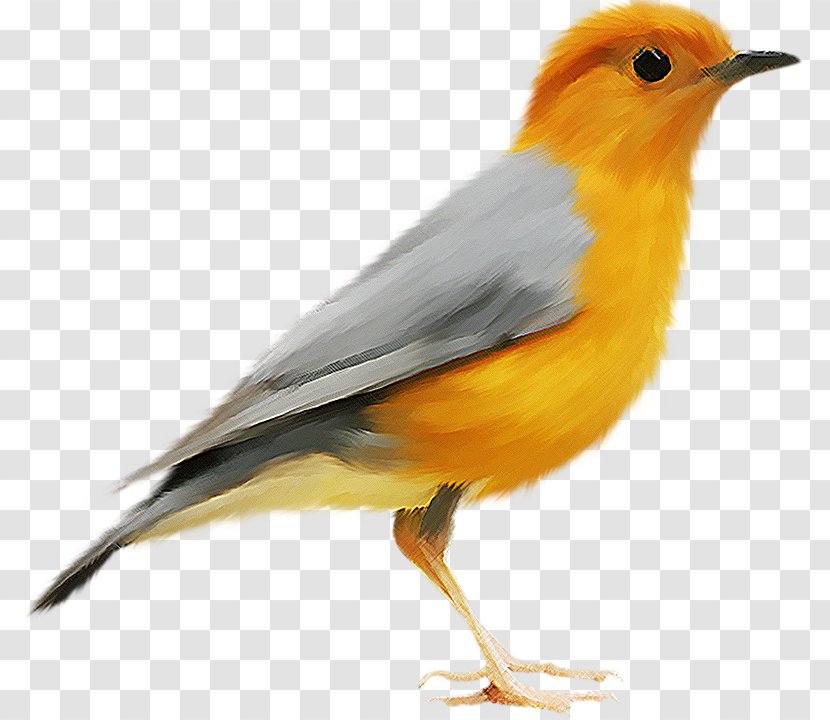 Bird Clip Art - Songbird Transparent PNG