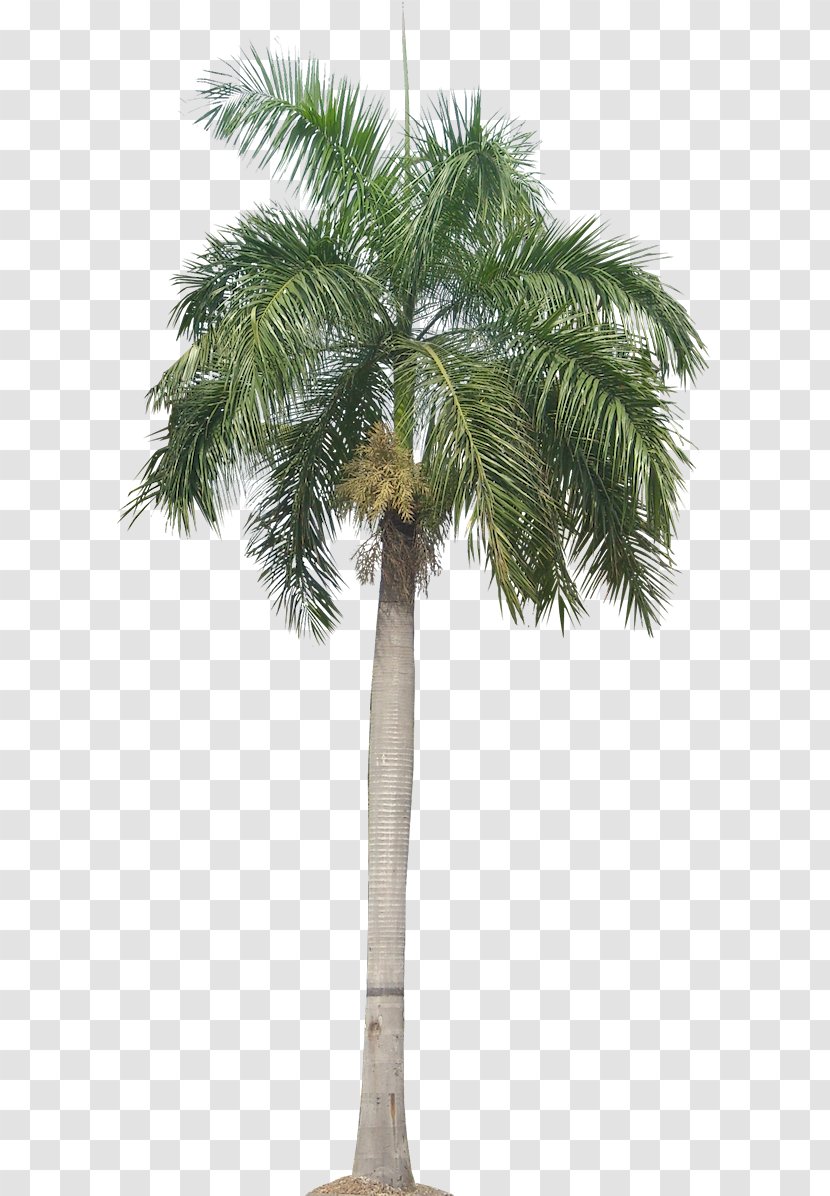 Panama Roystonea Regia Arecaceae Trachycarpus Fortunei Date Palm - Arecales - Plant Tropical Pictures Image Transparent PNG