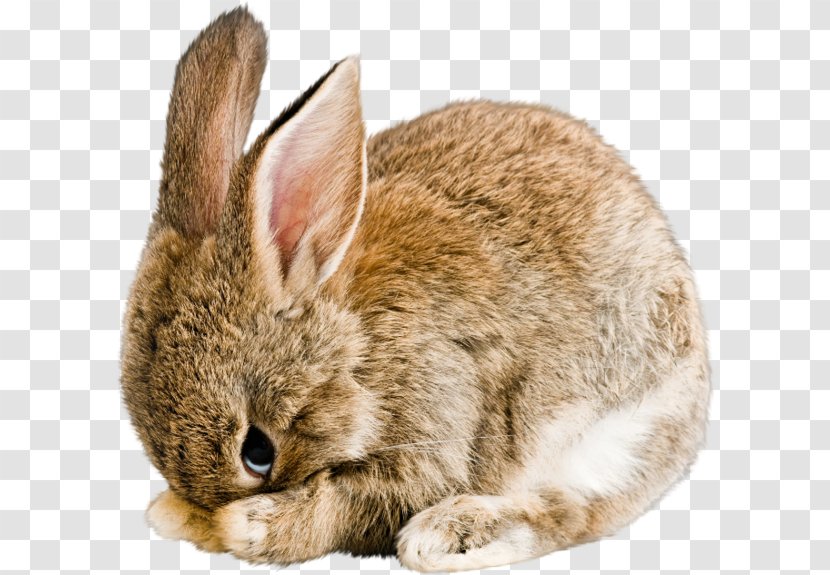 Domestic Rabbit Cruelty-free Clip Art - Snout - Bunny Transparent PNG