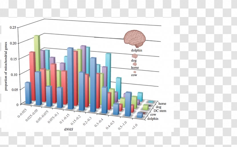 Brain Size Cetaceans Mammal Evolution - Marine Transparent PNG