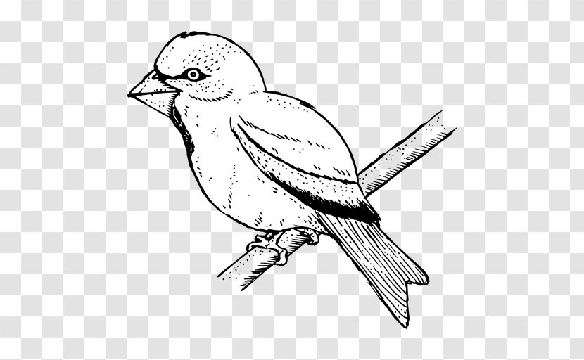 Finch Bird Line Art - Wildlife Transparent PNG