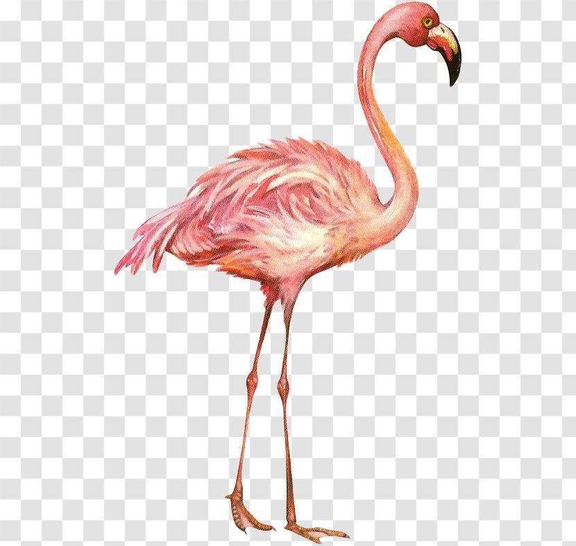 Flamingos Beak Health Love Child - Flamingo Transparent PNG