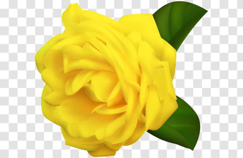 Yellow Rose Desktop Wallpaper Clip Art Transparent PNG