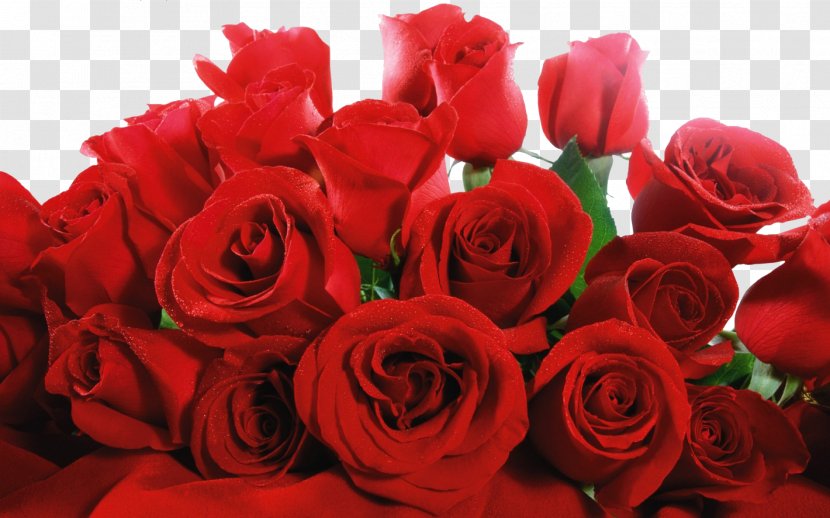 Rose Red High-definition Video Wallpaper Transparent PNG
